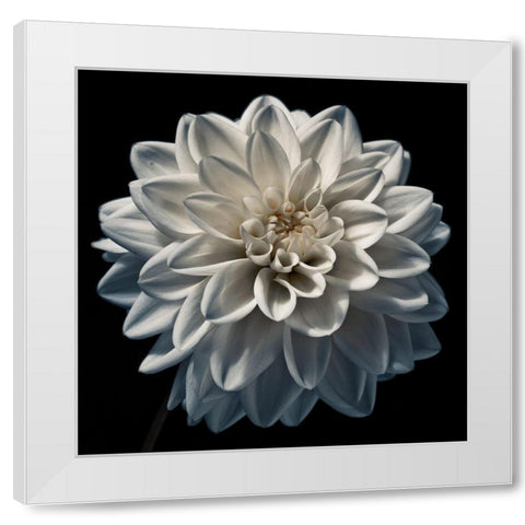 Dahlia flower close-up White Modern Wood Framed Art Print by Frank, Assaf
