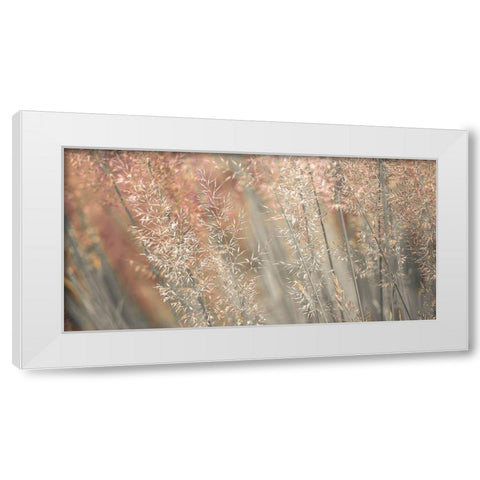 Fountain grass White Modern Wood Framed Art Print by Frank, Assaf