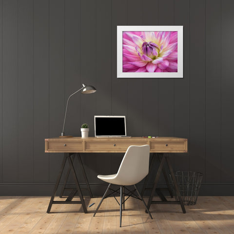 Dahlia flowers White Modern Wood Framed Art Print by Frank, Assaf