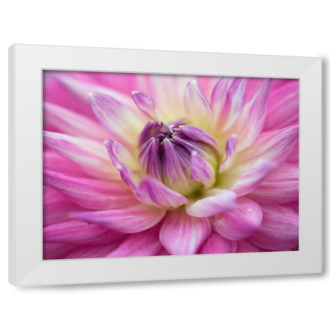 Dahlia flowers White Modern Wood Framed Art Print by Frank, Assaf