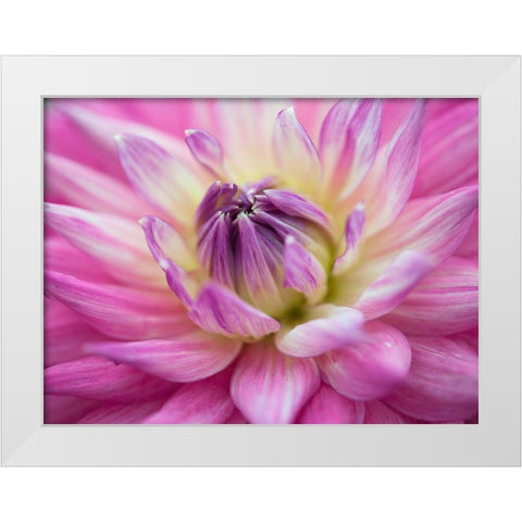 Dahlia flowers White Modern Wood Framed Art Print by Frank, Assaf