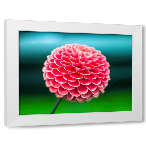 Dahlia flowers White Modern Wood Framed Art Print by Frank, Assaf