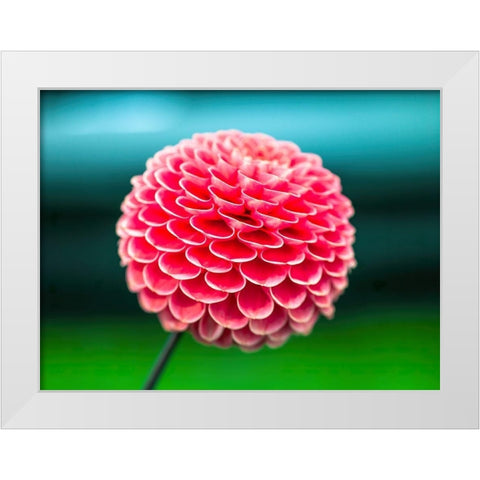 Dahlia flowers White Modern Wood Framed Art Print by Frank, Assaf