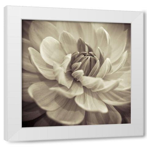 Dahlia Flowers White Modern Wood Framed Art Print by Frank, Assaf