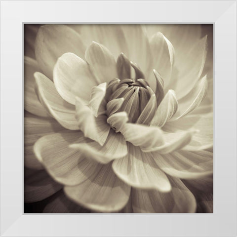 Dahlia Flowers White Modern Wood Framed Art Print by Frank, Assaf