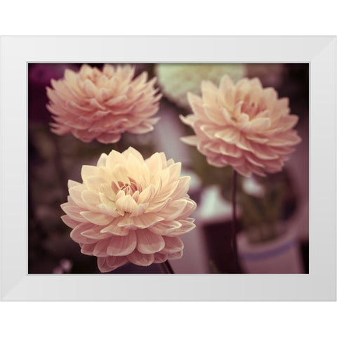 Dahlia Flowers White Modern Wood Framed Art Print by Frank, Assaf