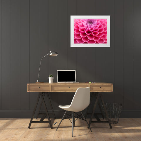 Dahlia Flower White Modern Wood Framed Art Print by Frank, Assaf