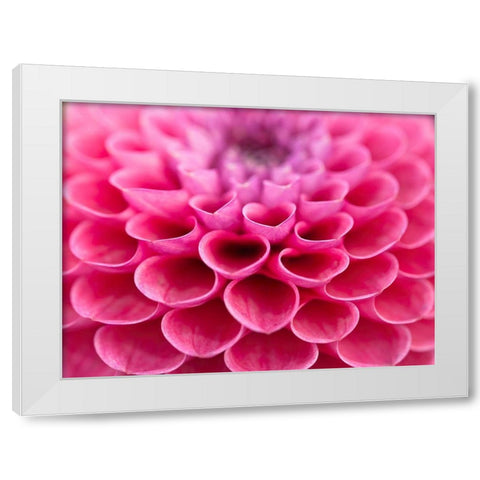 Dahlia Flower White Modern Wood Framed Art Print by Frank, Assaf