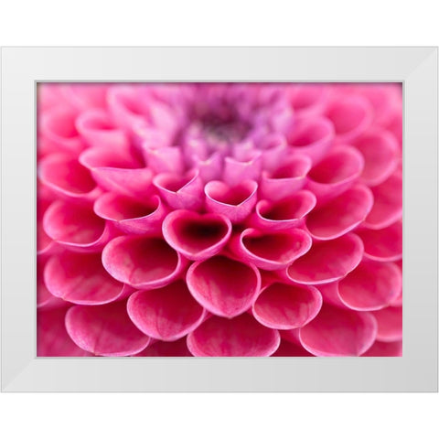 Dahlia Flower White Modern Wood Framed Art Print by Frank, Assaf