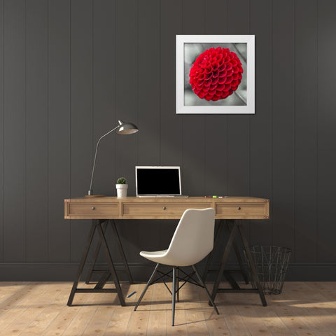 Dahlia Flowers White Modern Wood Framed Art Print by Frank, Assaf