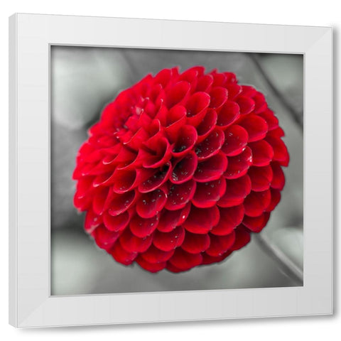 Dahlia Flowers White Modern Wood Framed Art Print by Frank, Assaf