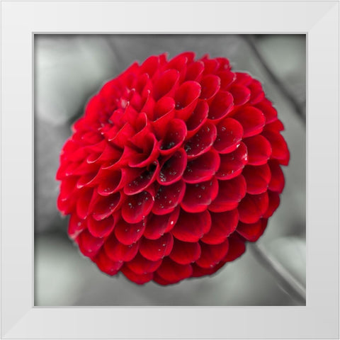 Dahlia Flowers White Modern Wood Framed Art Print by Frank, Assaf