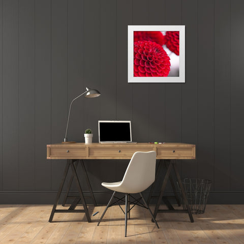 Dahlia Flowers White Modern Wood Framed Art Print by Frank, Assaf