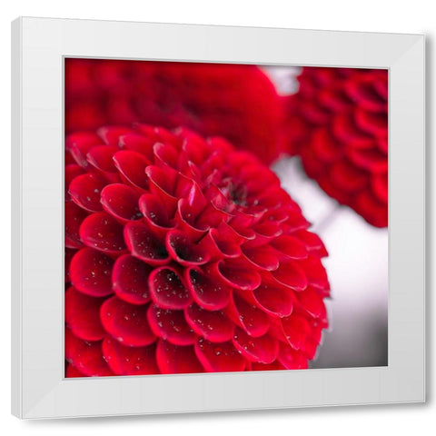 Dahlia Flowers White Modern Wood Framed Art Print by Frank, Assaf