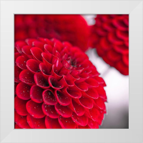 Dahlia Flowers White Modern Wood Framed Art Print by Frank, Assaf