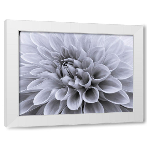 Dahlia flower - Full frame White Modern Wood Framed Art Print by Frank, Assaf