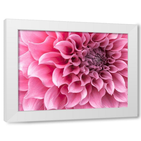 Dahlia flower - Full frame White Modern Wood Framed Art Print by Frank, Assaf