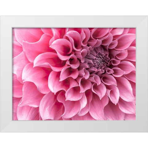 Dahlia flower - Full frame White Modern Wood Framed Art Print by Frank, Assaf