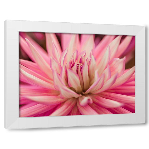 Dahlia Flower White Modern Wood Framed Art Print by Frank, Assaf