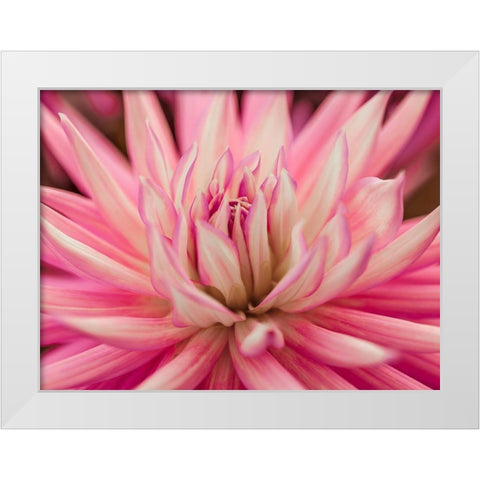 Dahlia Flower White Modern Wood Framed Art Print by Frank, Assaf