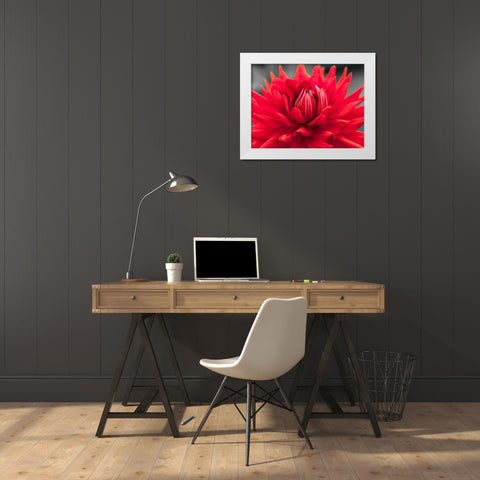 Dahlia Flowers White Modern Wood Framed Art Print by Frank, Assaf