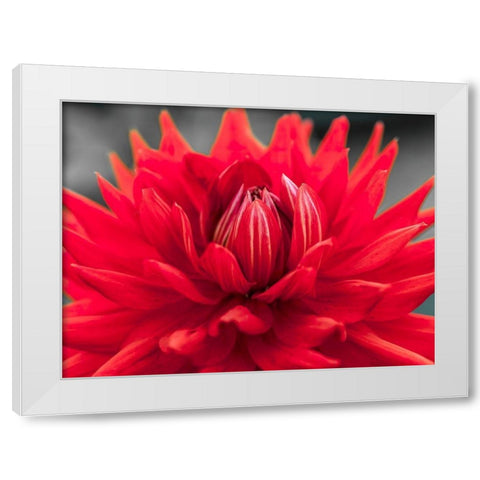 Dahlia Flowers White Modern Wood Framed Art Print by Frank, Assaf