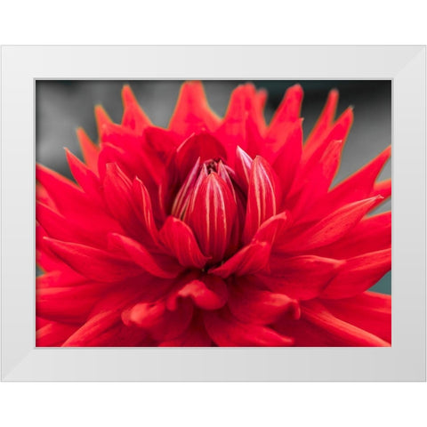 Dahlia Flowers White Modern Wood Framed Art Print by Frank, Assaf