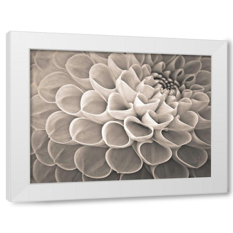 Dahlia Flowers White Modern Wood Framed Art Print by Frank, Assaf