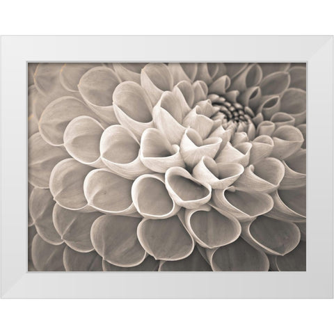 Dahlia Flowers White Modern Wood Framed Art Print by Frank, Assaf