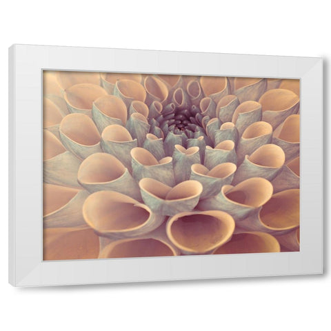 Dahlia Flower White Modern Wood Framed Art Print by Frank, Assaf