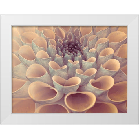 Dahlia Flower White Modern Wood Framed Art Print by Frank, Assaf