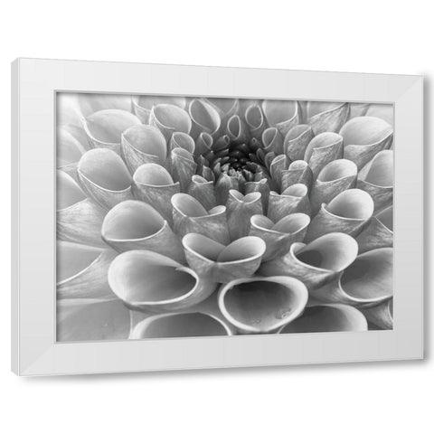 Dahlia Flower White Modern Wood Framed Art Print by Frank, Assaf