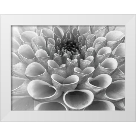 Dahlia Flower White Modern Wood Framed Art Print by Frank, Assaf
