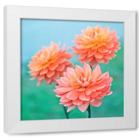 Dahlia Flowers White Modern Wood Framed Art Print by Frank, Assaf