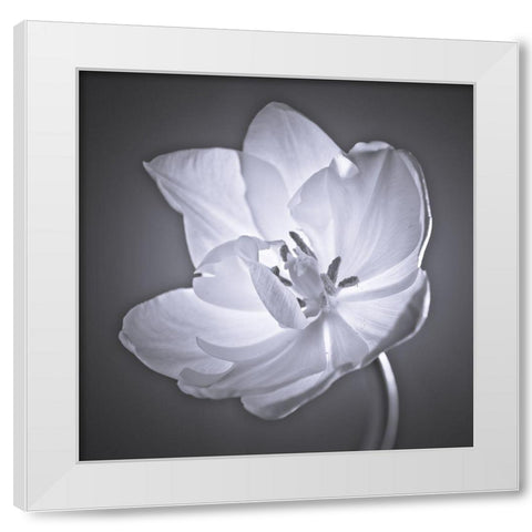 Tulip flower White Modern Wood Framed Art Print by Frank, Assaf