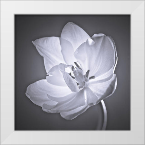 Tulip flower White Modern Wood Framed Art Print by Frank, Assaf