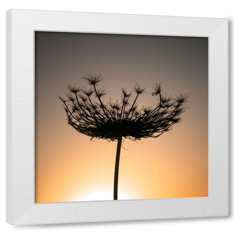 Sillouette of a bishops weed White Modern Wood Framed Art Print by Frank, Assaf
