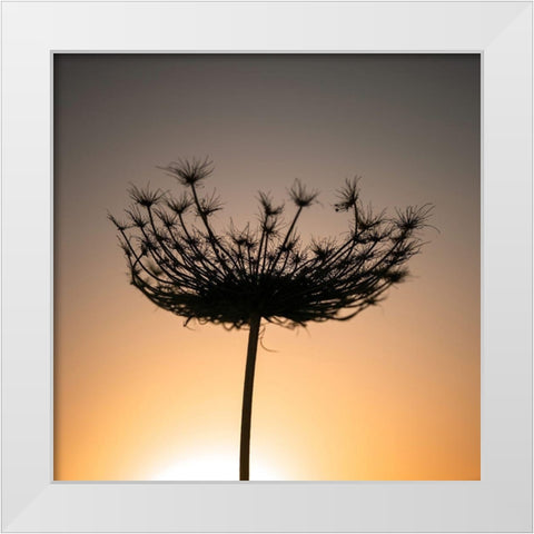 Sillouette of a bishops weed White Modern Wood Framed Art Print by Frank, Assaf