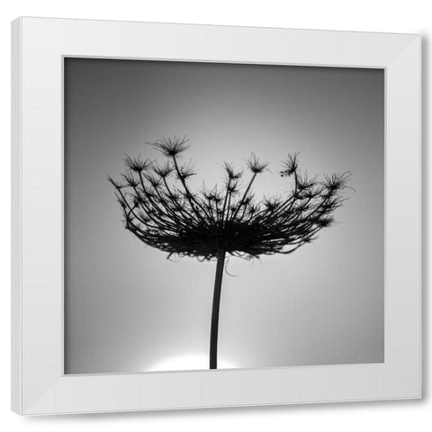 Sillouette of a bishops weed White Modern Wood Framed Art Print by Frank, Assaf