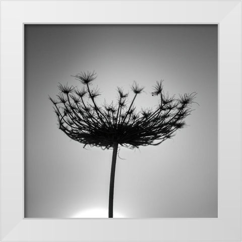 Sillouette of a bishops weed White Modern Wood Framed Art Print by Frank, Assaf