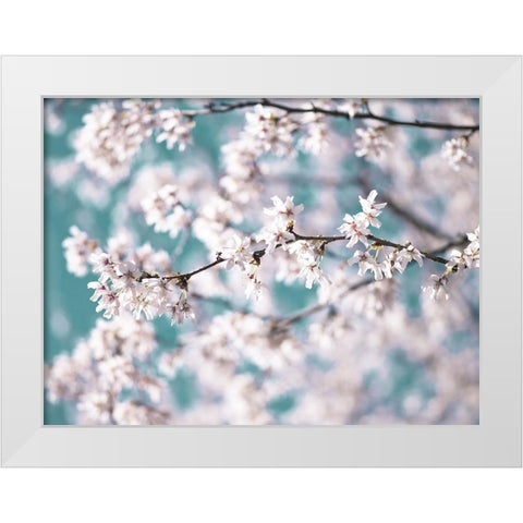 Blossom flowers White Modern Wood Framed Art Print by Frank, Assaf