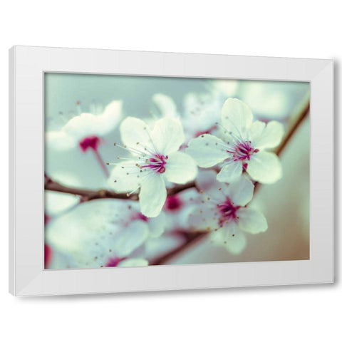 Fresh and beautiful Cheery Blossoms White Modern Wood Framed Art Print by Frank, Assaf