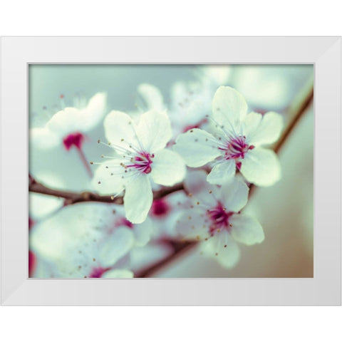 Fresh and beautiful Cheery Blossoms White Modern Wood Framed Art Print by Frank, Assaf