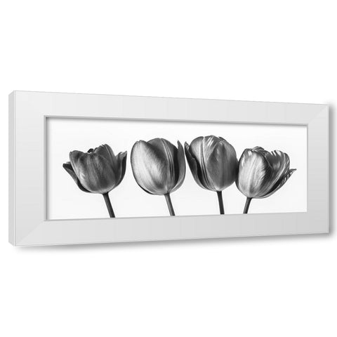 Four tulips, FTBR-1795 White Modern Wood Framed Art Print by Frank, Assaf