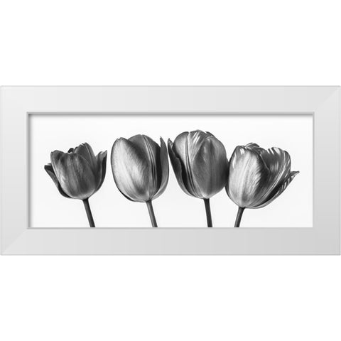 Four tulips, FTBR-1795 White Modern Wood Framed Art Print by Frank, Assaf