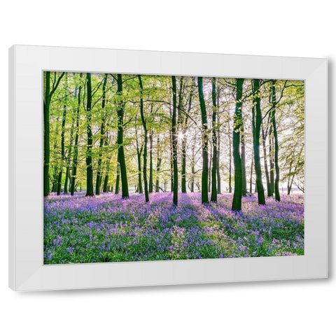 Bluebells covering forest floor White Modern Wood Framed Art Print by Frank, Assaf