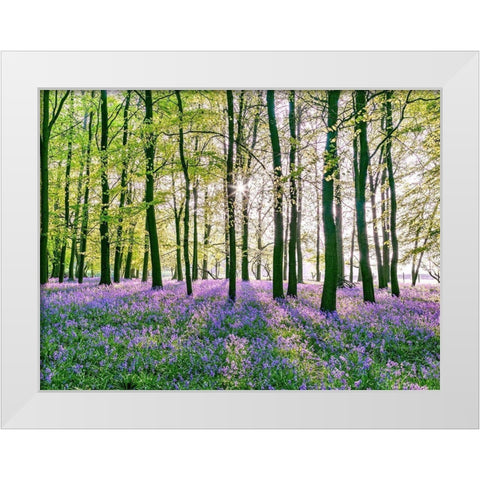 Bluebells covering forest floor White Modern Wood Framed Art Print by Frank, Assaf