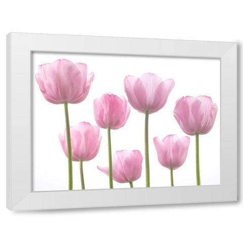 Tulips White Modern Wood Framed Art Print by Frank, Assaf