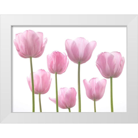 Tulips White Modern Wood Framed Art Print by Frank, Assaf