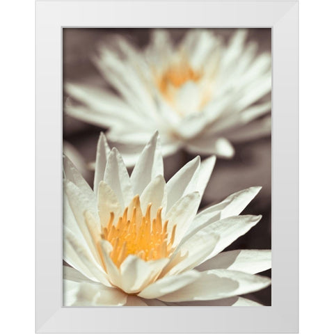 Water Lilies White Modern Wood Framed Art Print by Frank, Assaf